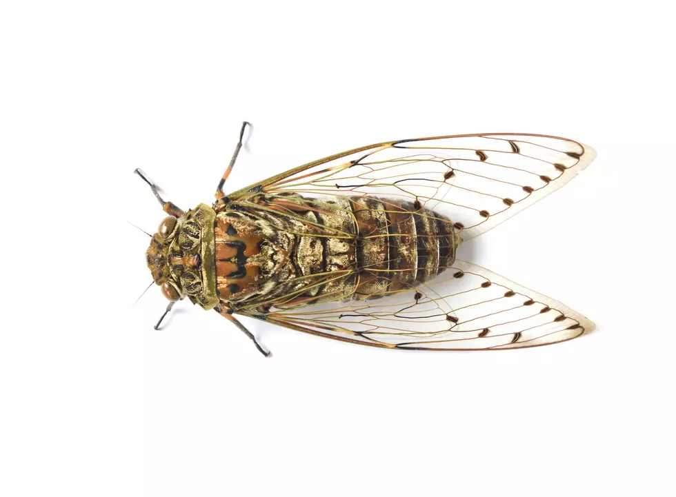 Cicadas and Locusts-a Difference? One Could Invade Missouri This Spring!