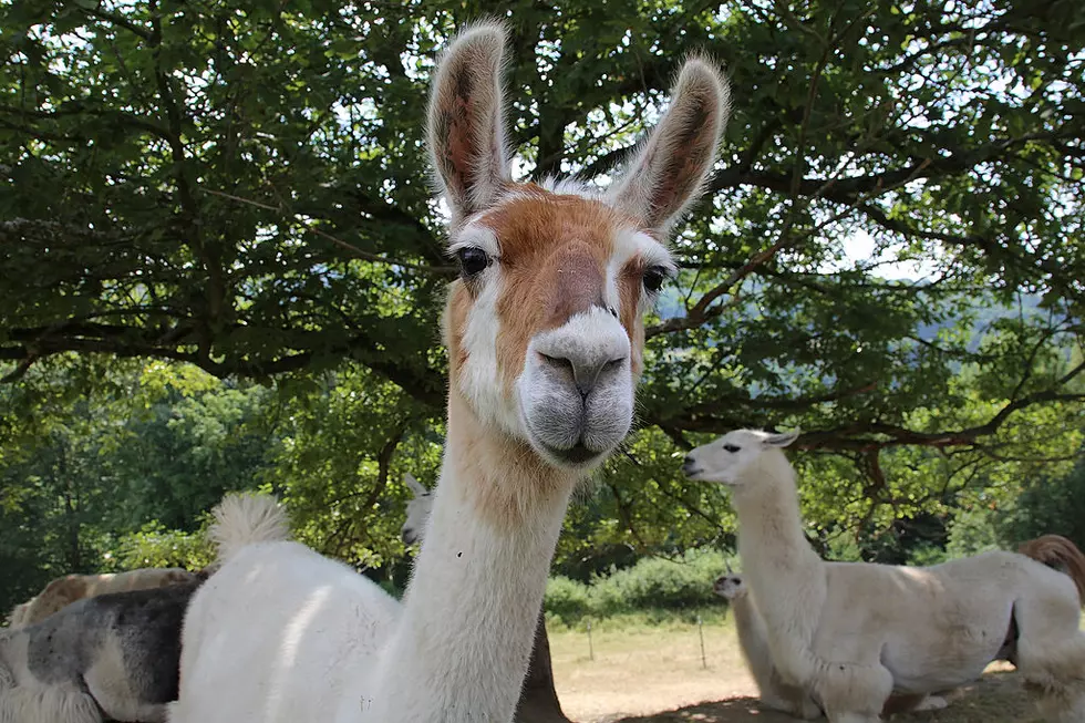 Mother&#8217;s Day&#8230;Need a Gift? How About a Llama for Mama!