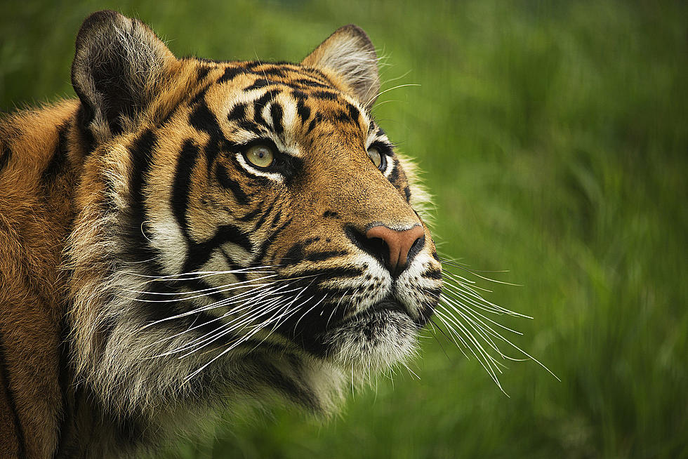 Missouri Sanctuary Saves Tiger King Park Big Cat