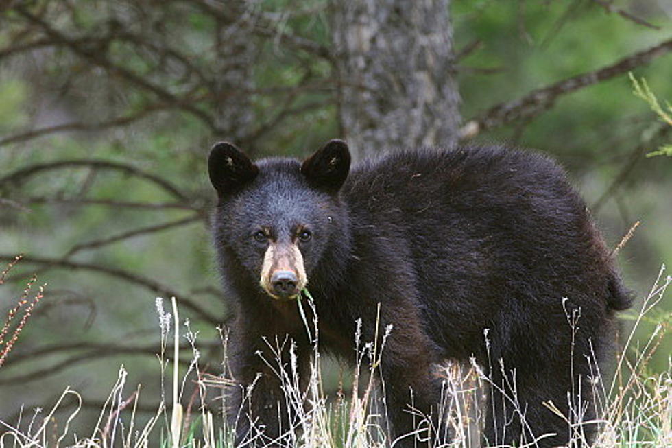 Be Aware of Bears When Camping or Hiking in Missouri