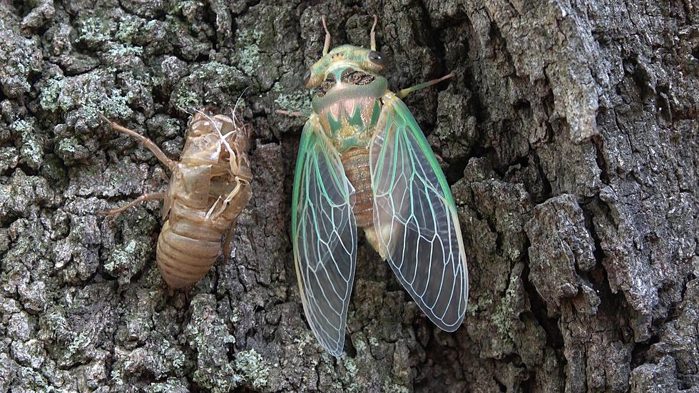 Cicadas Are  Out at  Knob Noster State Park and it’s Alien Like