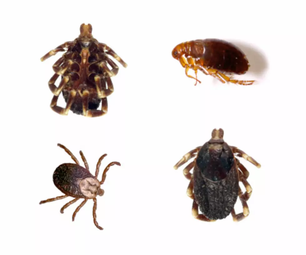 Tick Season Is Here. What Do You Need To Know To Be Prepared