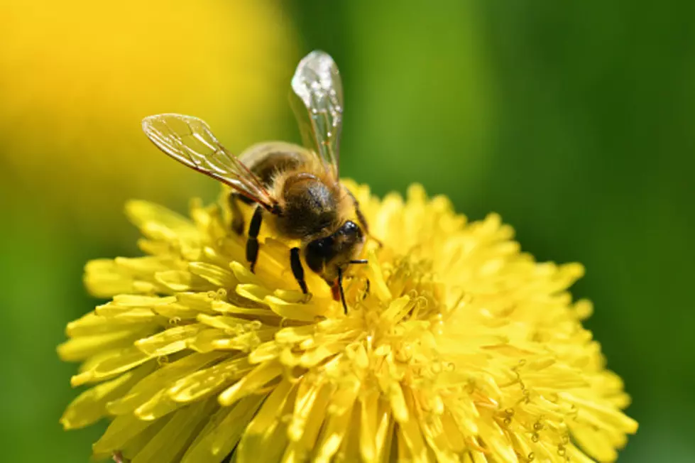 Missourians, Can We Save The Bees? Lets Garden Native Plants This Summer