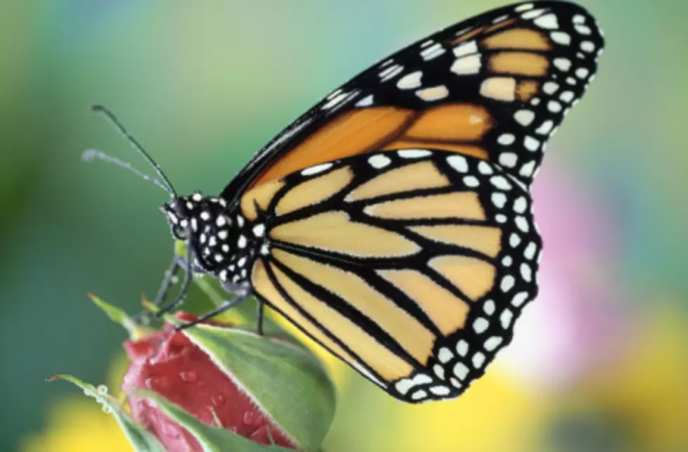 Monarch Butterflies Begin Migrating Through KC. How Can You Help Them?
