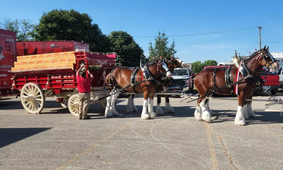 The Famous Budweiser Clydesdales Welcome Some New Foals. Can We Meet Them?
