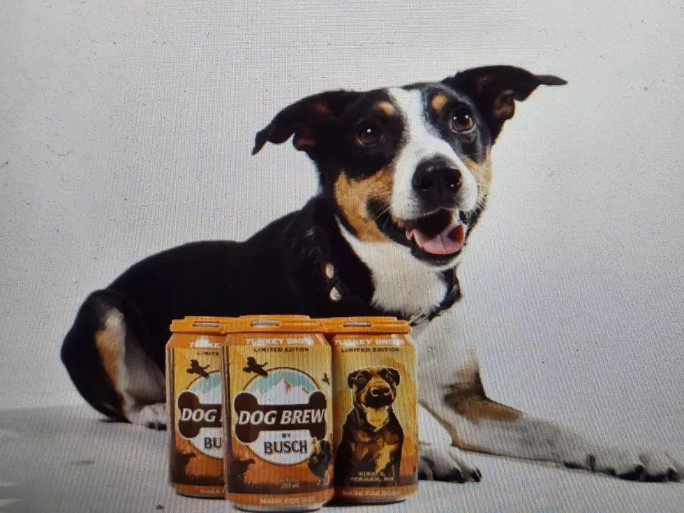 Want To Have A Cold Beer With Your Dog? You Can Guilt Free. Nice!