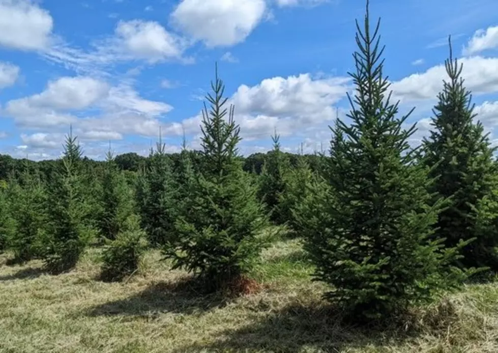 Facebook - Star Pines Christmas Tree Farm