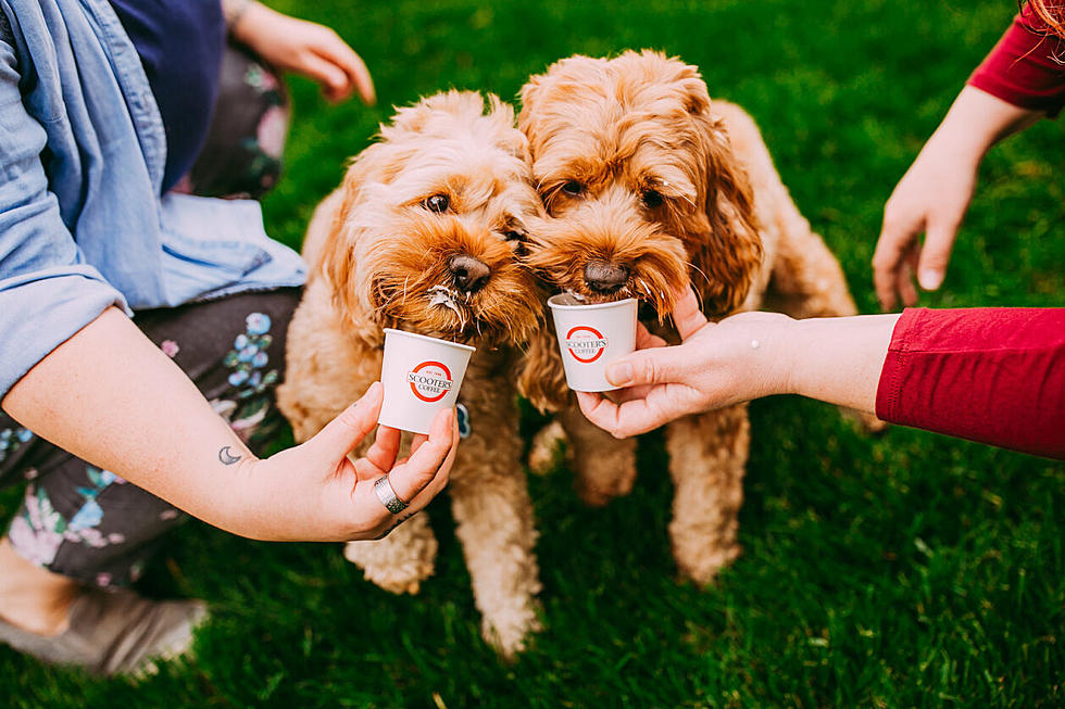 Area Coffee Chain Offering Free Pumpkin Spice Pup Cups Saturday