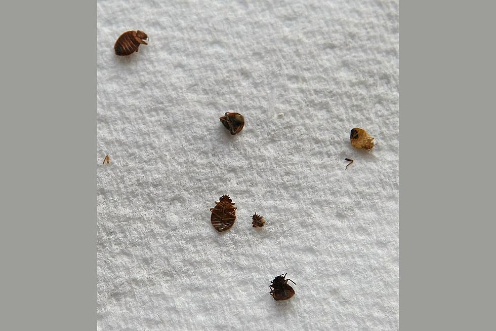 One Missouri City Makes List Of Top Bed Bug Cities In U.S.