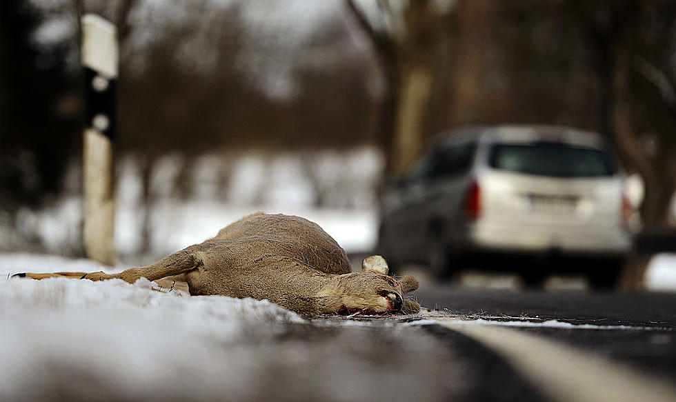 If You Kill A Deer With Your Car In Missouri Can You Keep The Carcass?