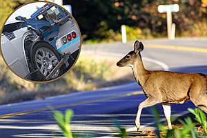 Missouri One of The Worst States for Deer -Vehicle Crashes