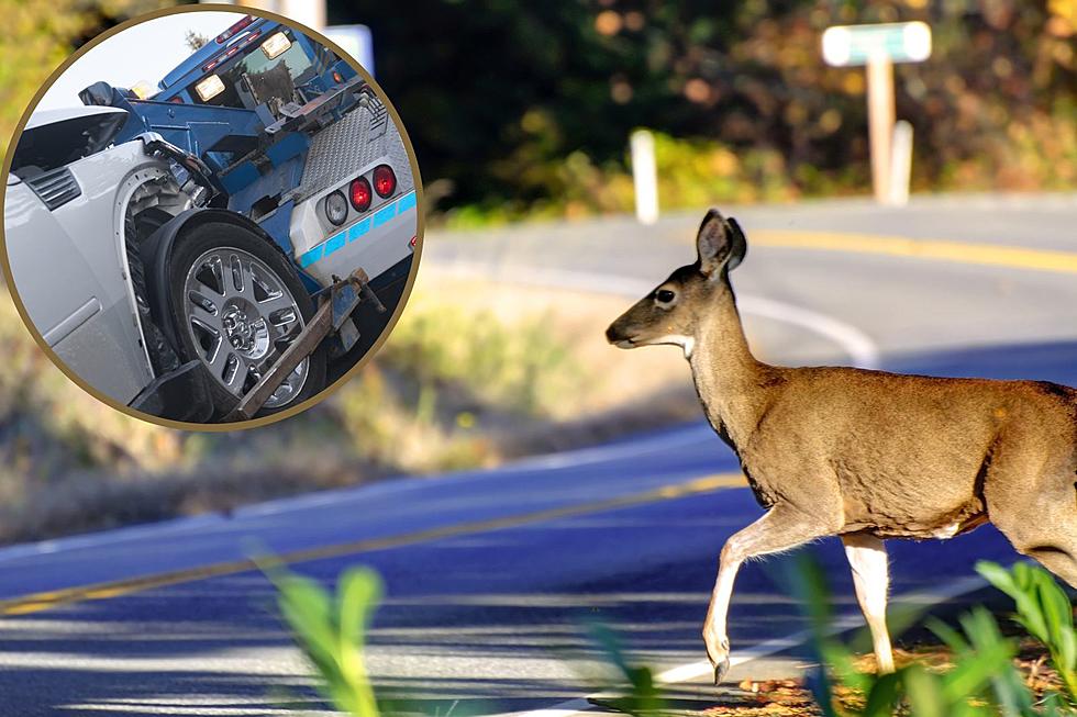 Missouri One of The Worst States for Deer -Vehicle Crashes