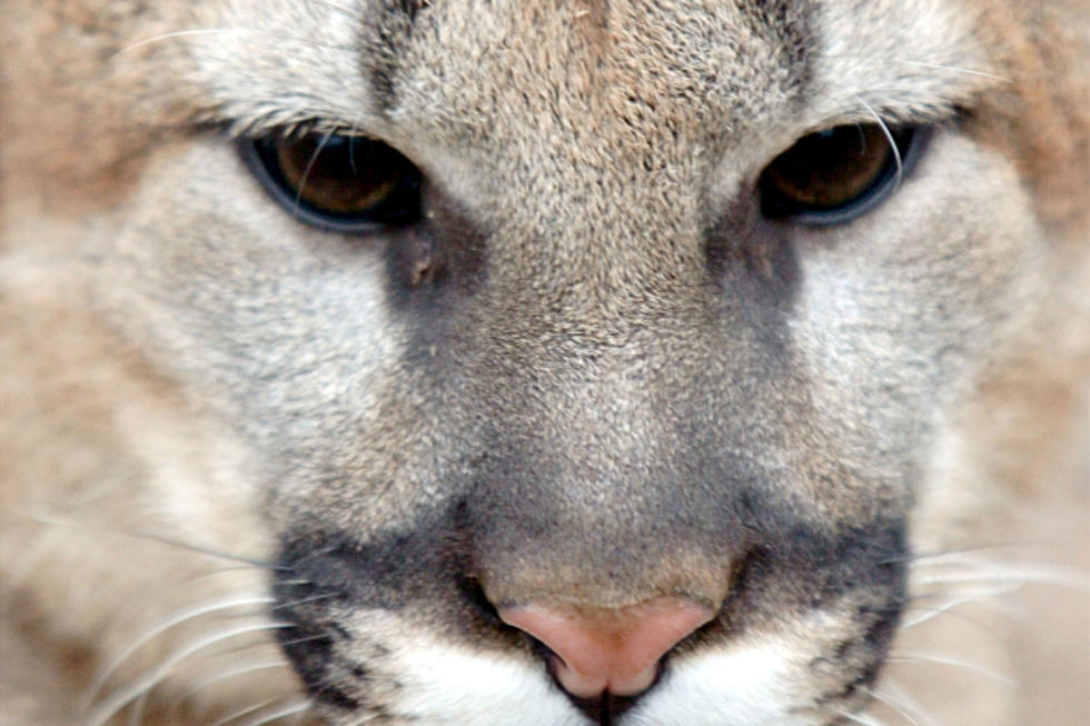 Department of Conservation Confirms Mountain Lion in Missouri