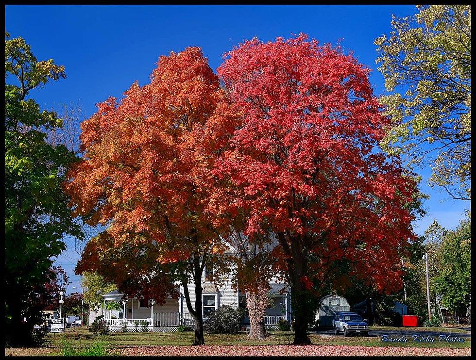 Sedalia Named 2017 Tree City USA