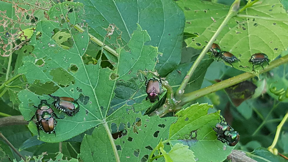 How Do We Get Rid of These Japanese Beetles?