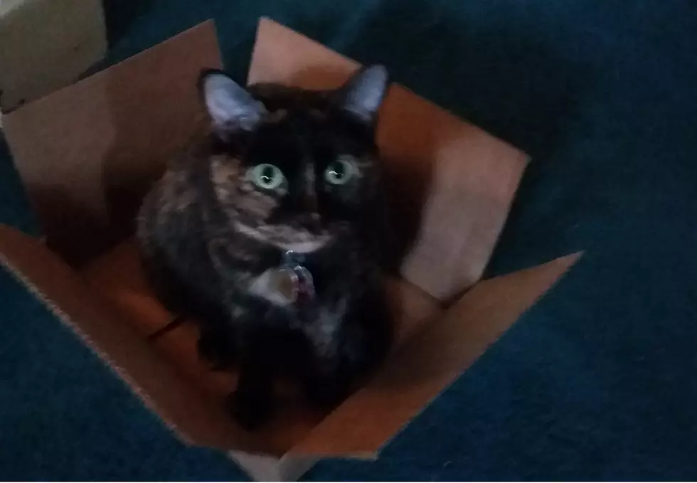 What’s The Deal With Cats And Boxes?
