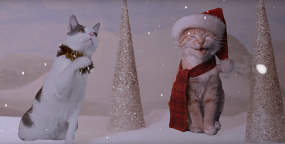Off Kilter Christmas Songs: Cats Sing “Rockin Around The Christmas Tree”