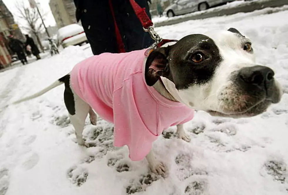 When Is It Too Cold For Your Pets?