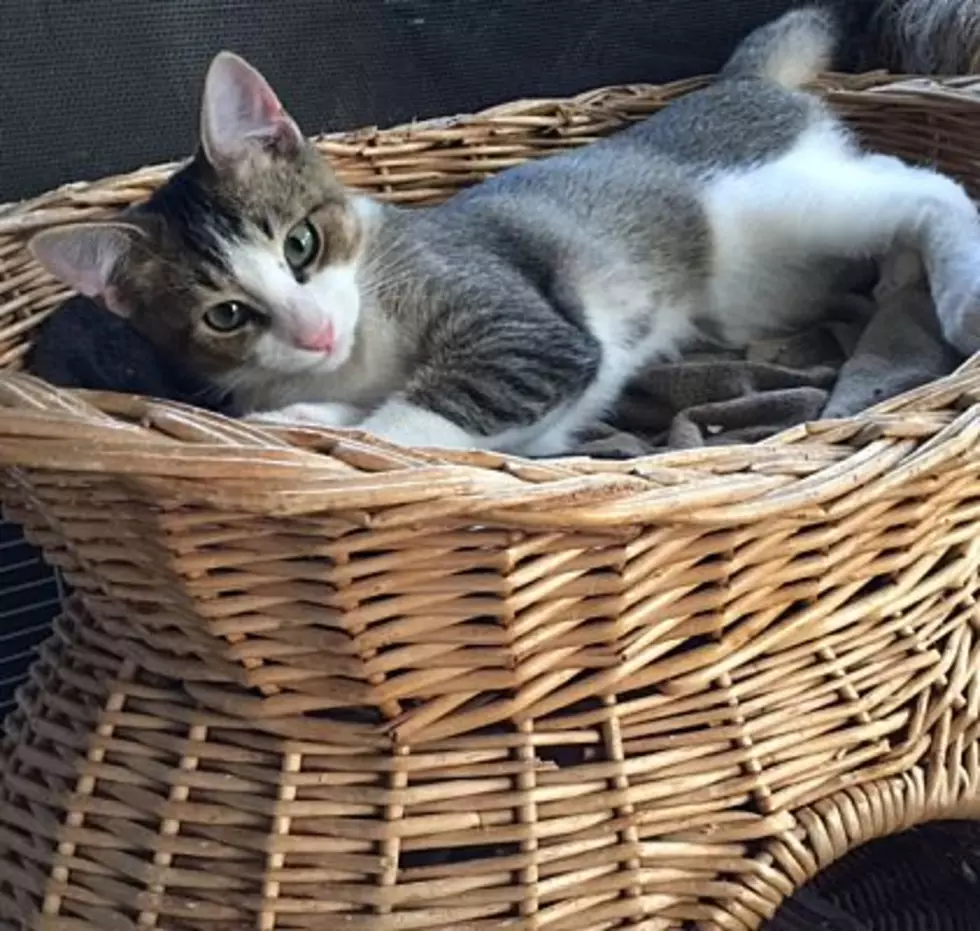 Ten Adorable Kittens You Can Adopt From AnimalFAIR Today