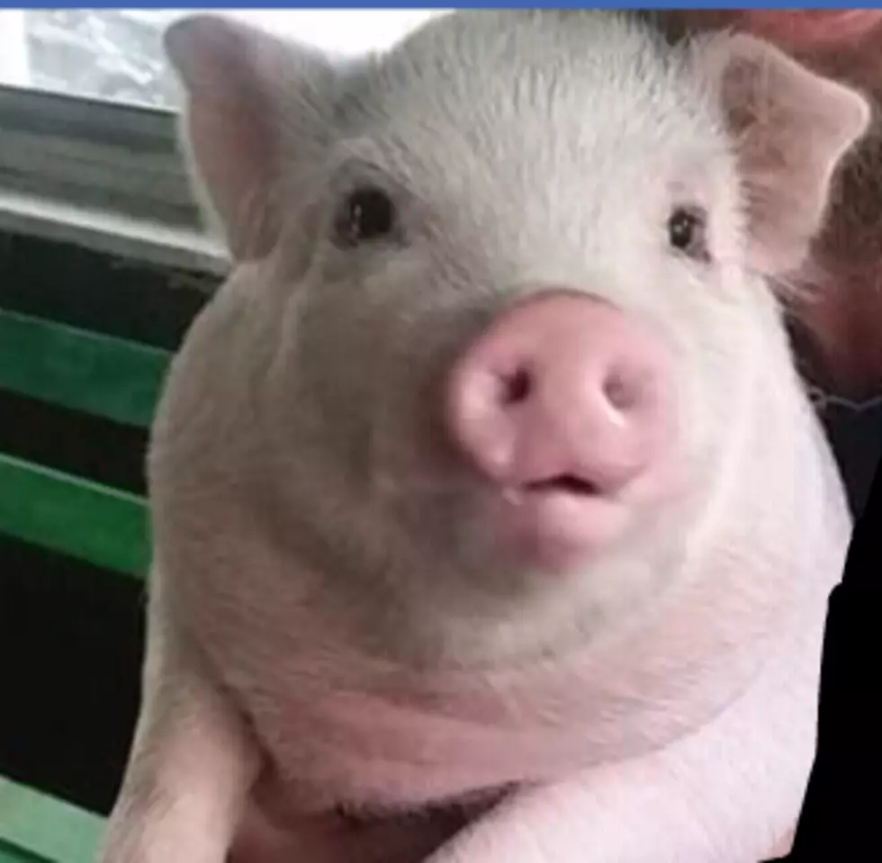 Sedalia Cop Rescues Pig And Everything Is Right In the World