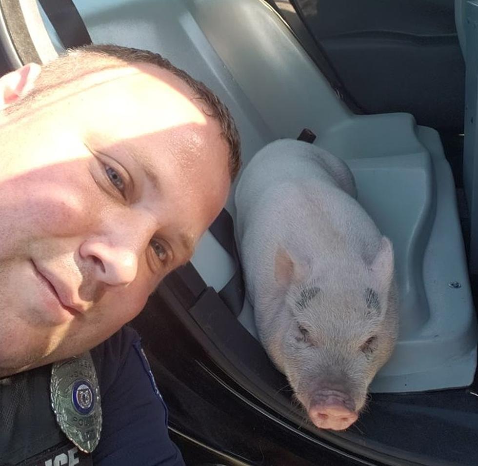 Sedalia Cop Rescues Pig And Everything Is Right In the World