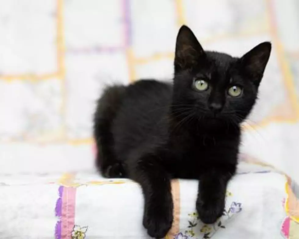 There Are 10 Black Cats In The Sedalia Animal Shelter (And They Need Your Help)