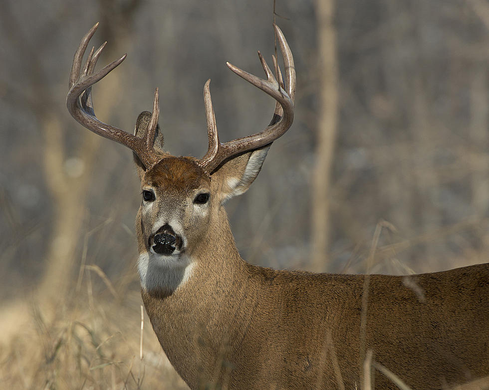 Deer Population Reduced, But Not Eliminated at Sedalia Regional Airport