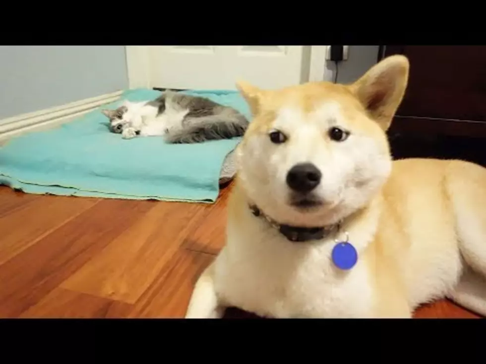 Because It’s Wednesday In Winter, Here Is A Video Of Cats Stealing Dog Beds