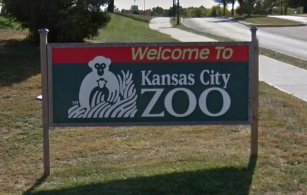 Dads Get In Free at the Kansas City Zoo Sunday