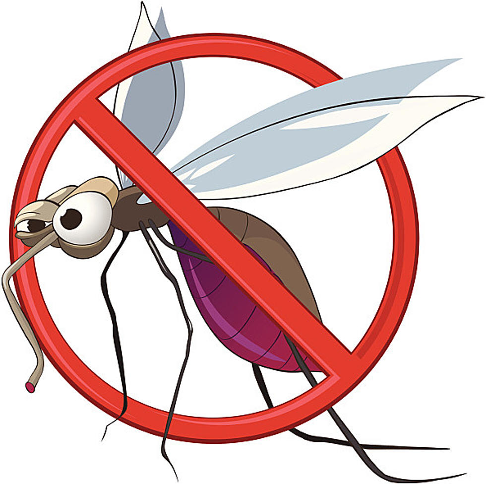 Are You Being Bugged By Gnats This Spring? 