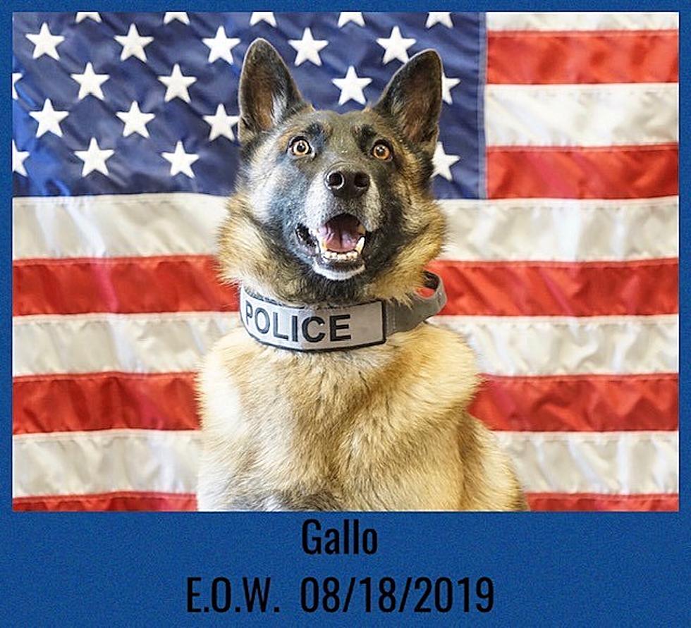 Sedalia Police: K9 Gallo Passes Away from Medical Issue