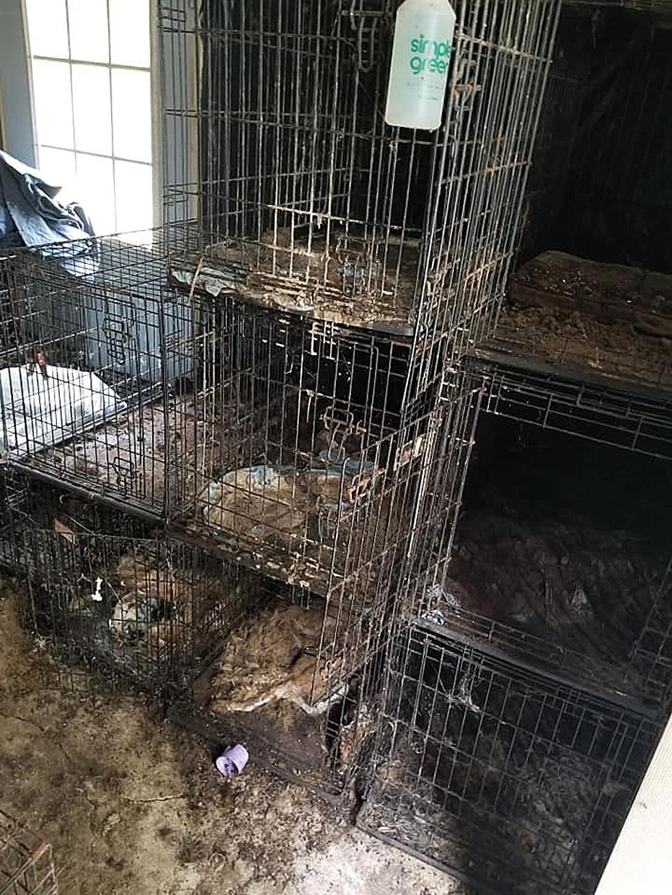 Animal Cruelty Case Investigated in Benton County