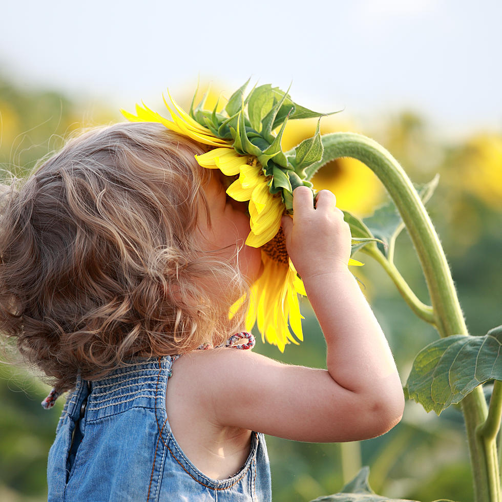 Fulfill Your Perfect Social Media Photo Dreams With The Red Barn Ranch Sunflower Festival