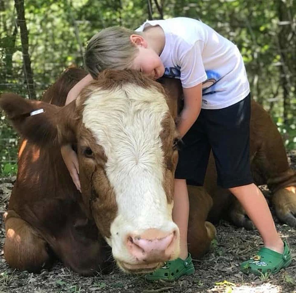 Cow Tipping Be Gone &#8211; Cow Hugging In Missouri Looks Like Ten Times More Fun
