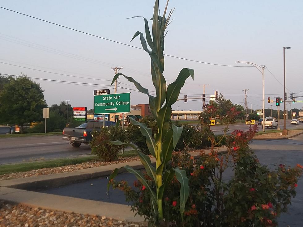 The Mystery Of The Sedalia McDonald&#8217;s Corn Stalk: Natural Or Planted?