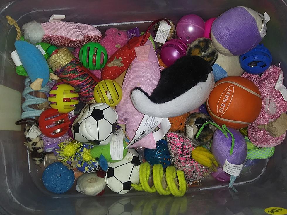 27 Toys My Pets Stubbornly Refuse To Play With (And Why)