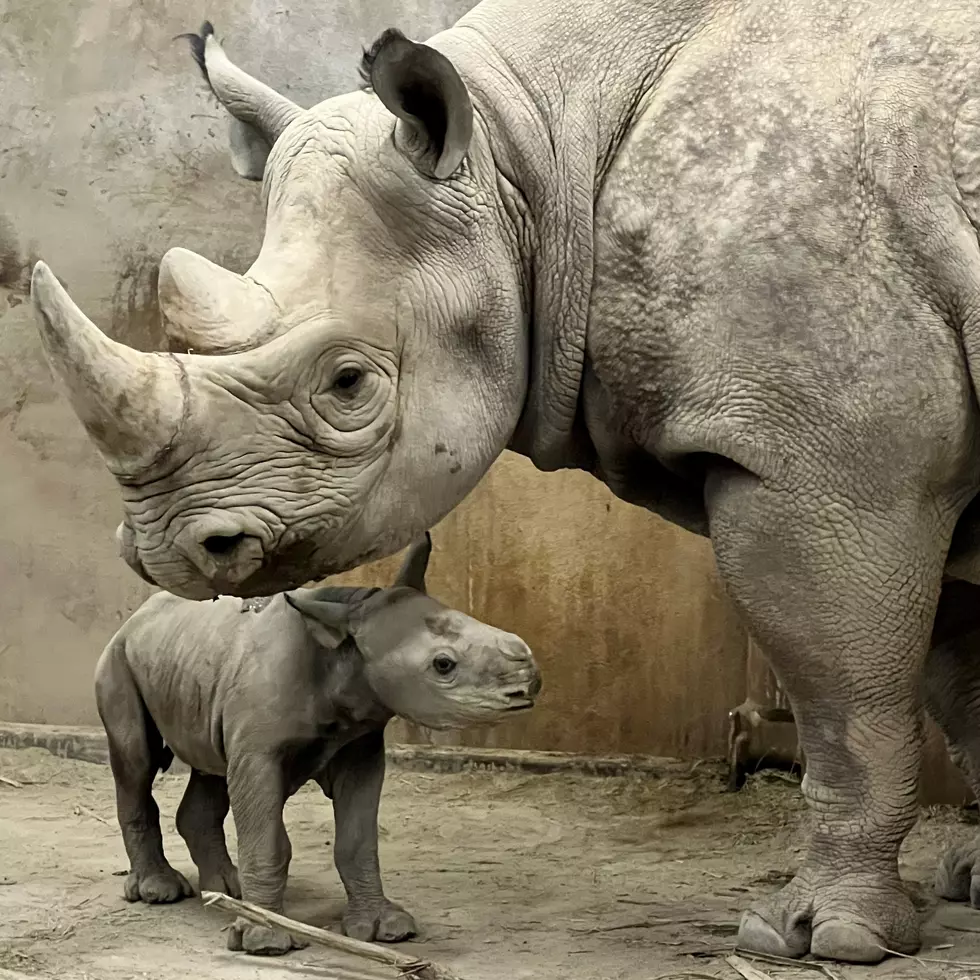 We Are Going to Get to Name a Baby Rhino At The KC Zoo and I Am Stoked