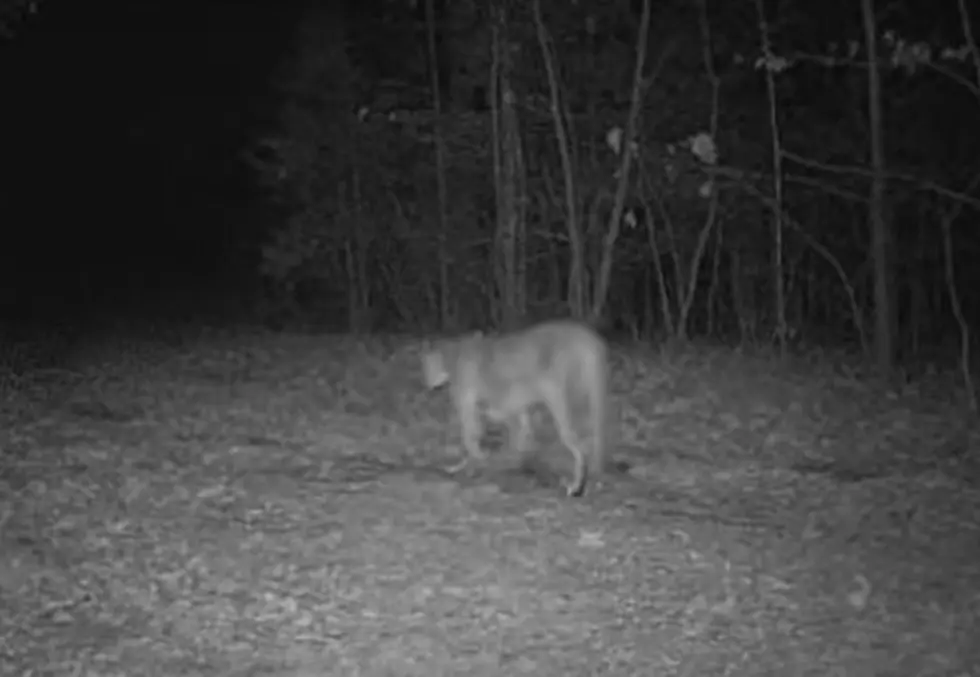NOPE NOPE NOPE:  Huge Mountain Lion Spotted About 90 Minutes From Sedalia