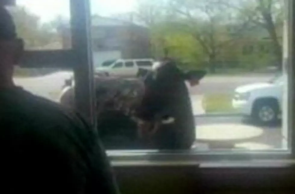 Runaway Cow Makes a Stop at McDonald&#8217;s