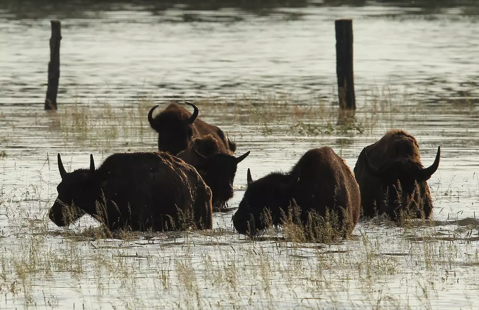 Nature Conservancy to Add Bison to Missouri Nature Preserve