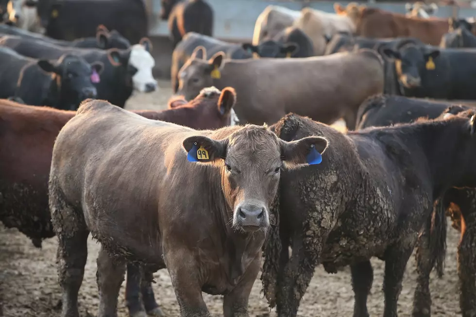 Missouri Rancher Sues over Deaths of Cattle in Flooding