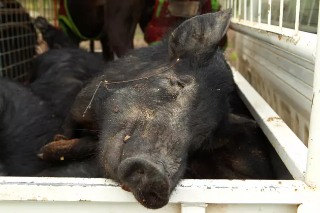 Missouri Pushing Feral Hogs Hunting Ban on Public Lands