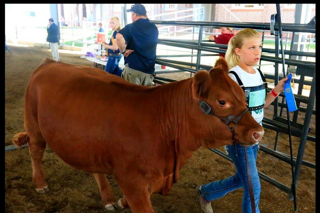 State Fair Youth Exhibitors, Livestock in the Spotlight