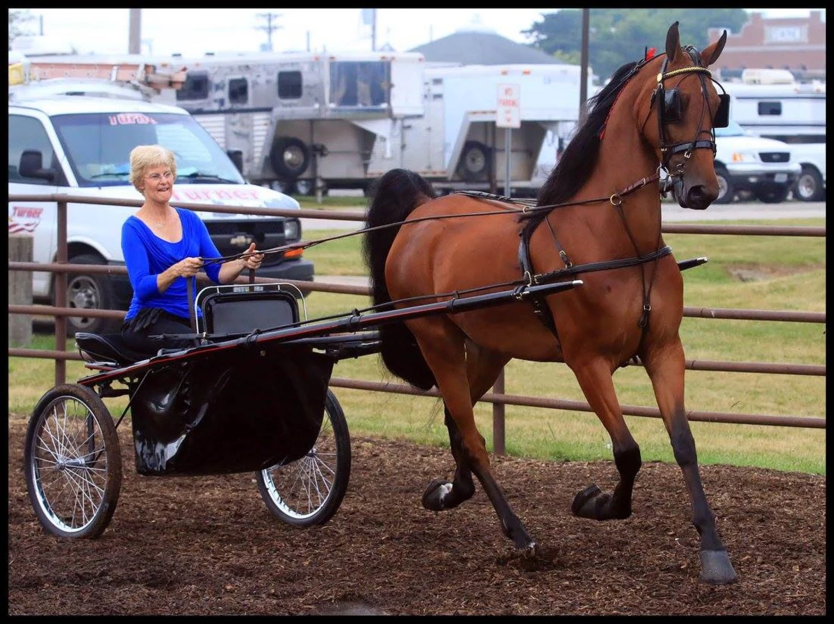 State Fair Equine Competitions Start Thursday