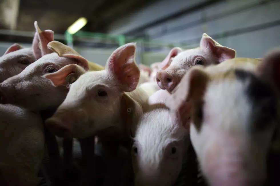 Opponents of Large Mid-Missouri Hog Farm Back in Court
