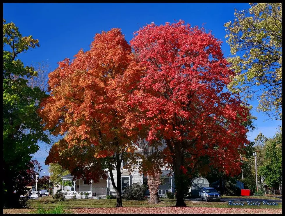 Sedalia Named 2017 Tree City USA