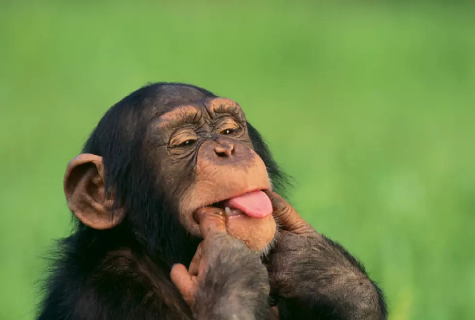 Kansas City Zoo Welcomes Gracie, a Female Baby Chimpanzee