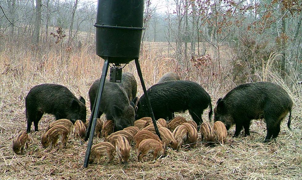 MDC and Partners Eliminate Over 6,500 Feral Hogs in 2017