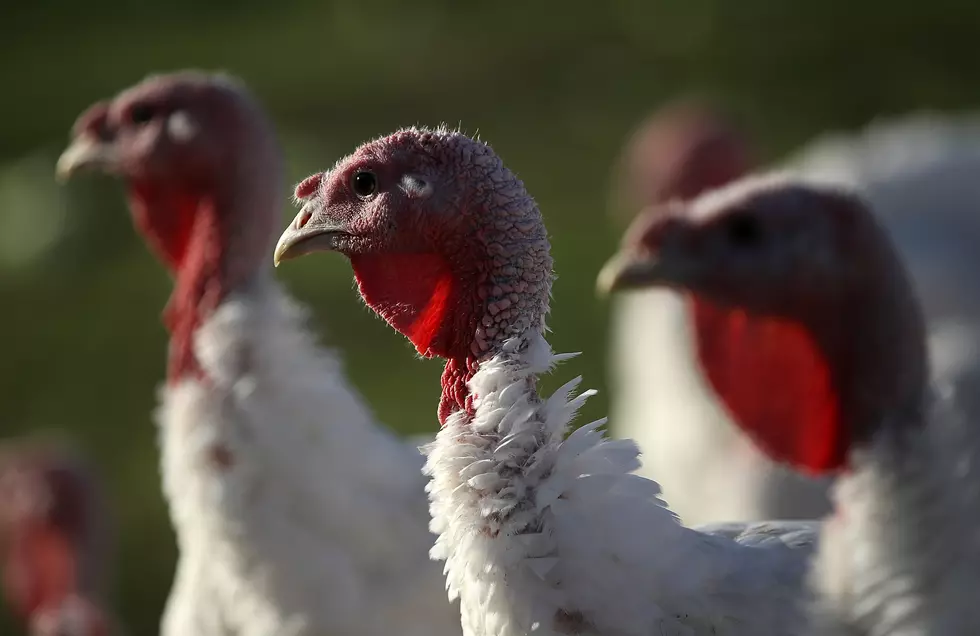 Missouri Turkey Farm Quarantined After Bird Flu Detected