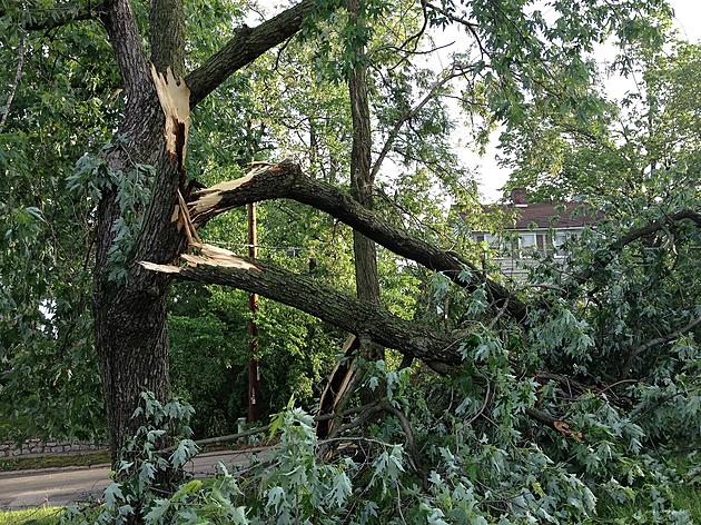 Tornado Uproots Trees, Damages Power Lines Near Kansas City